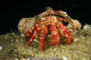 Hermite crab Dardanus calidus, night dive, 50 mm macro le... by Antonio Colacino 